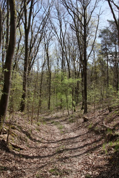 Waldweg